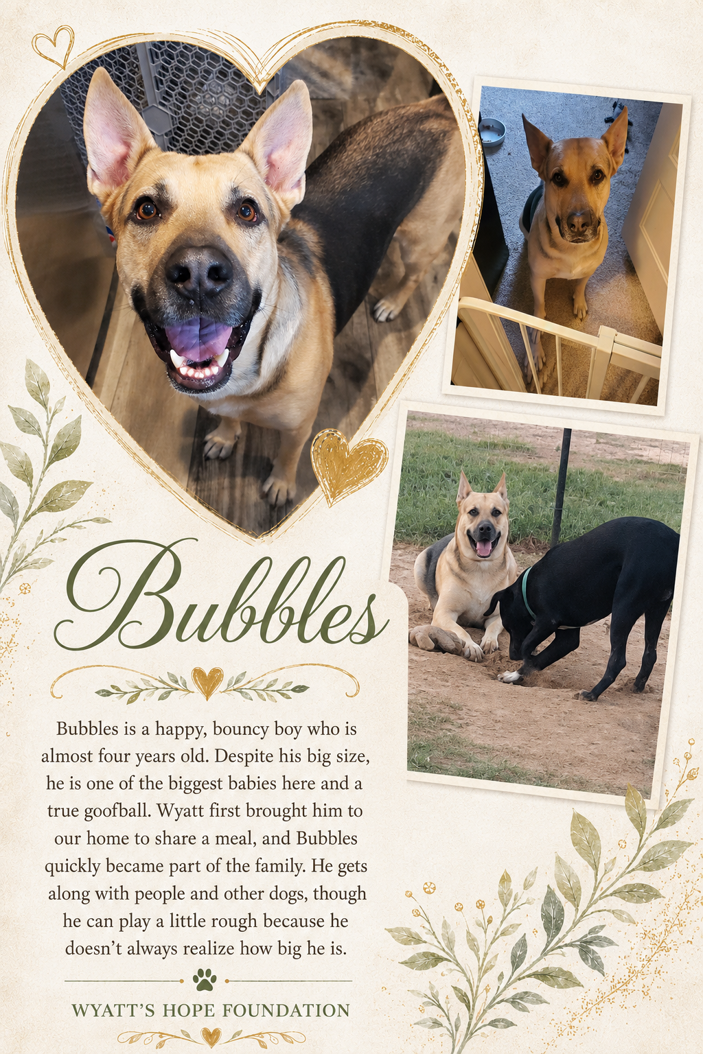 Bubbles, a dog available through Wyatt's Hope