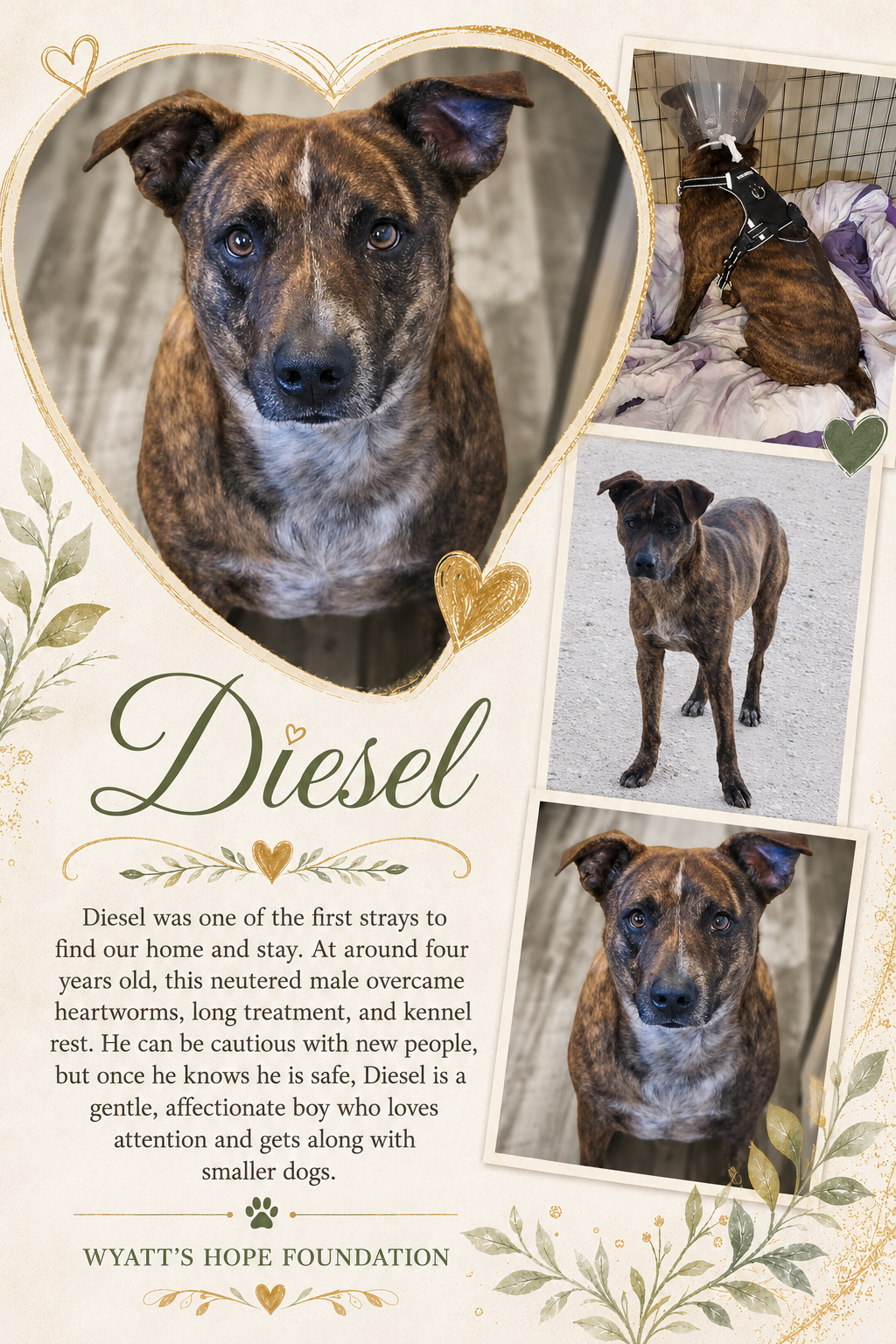 Diesel, a dog available through Wyatt's Hope