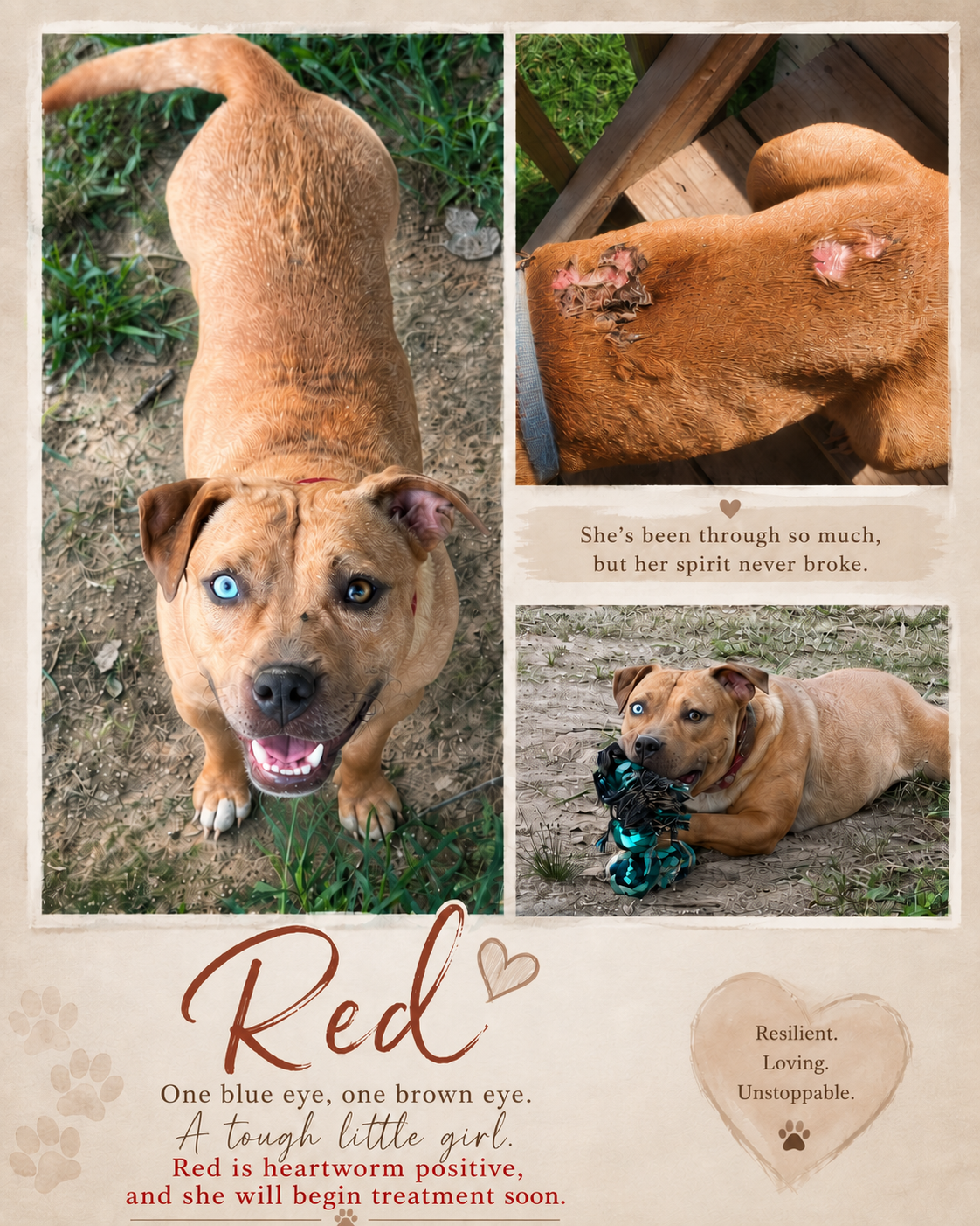 Red, a dog available through Wyatt's Hope