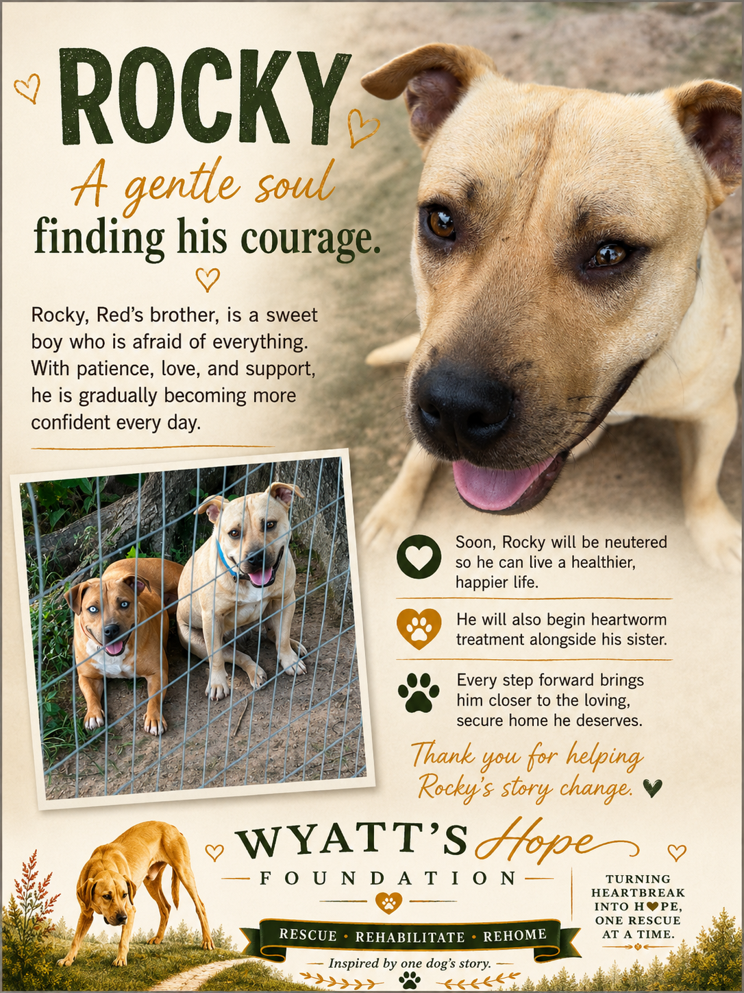 Rocky, a dog available through Wyatt's Hope